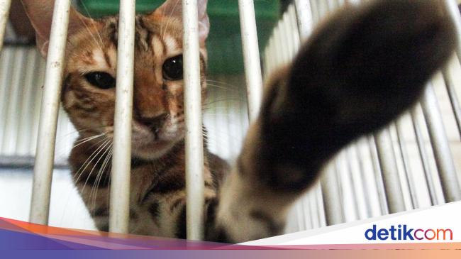 Jelang Lebaran Hotel Kucing Ramai Dibooking