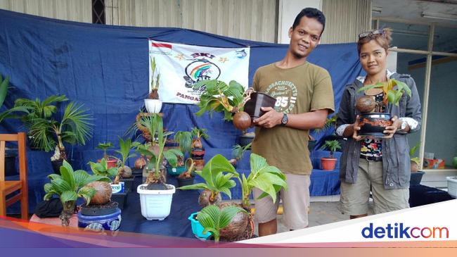 Pehobi Bonsai Kelapa Mulai Eksis Di Pangandaran