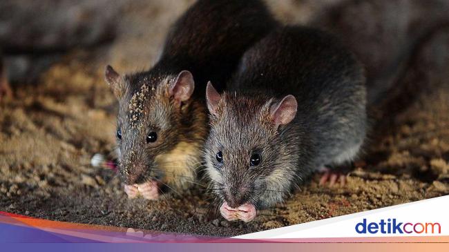 Kota Di Kanada Bebas Dari Hama Tikus Bagaimana Caranya