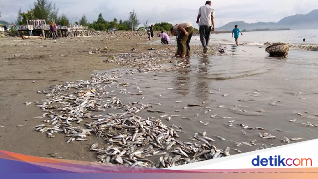 Heboh Fenomena Ikan Mati Massal di Aceh, Ada Apa?