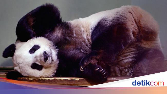 Alasan Mengapa China Pinjamkan Panda ke Kebun Binatang di Seluruh ... Alasan Mengapa China Pinjamkan Panda ke Kebun Binatang di Seluruh ...