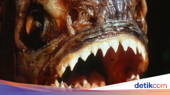 Black Piranha, Ikan Paling Mematikan di Dunia