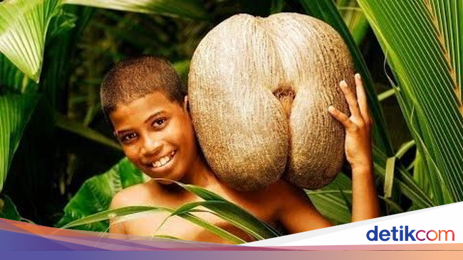 Kenali Coco De Mer Pohon Kelapa Langka  dengan Buah  