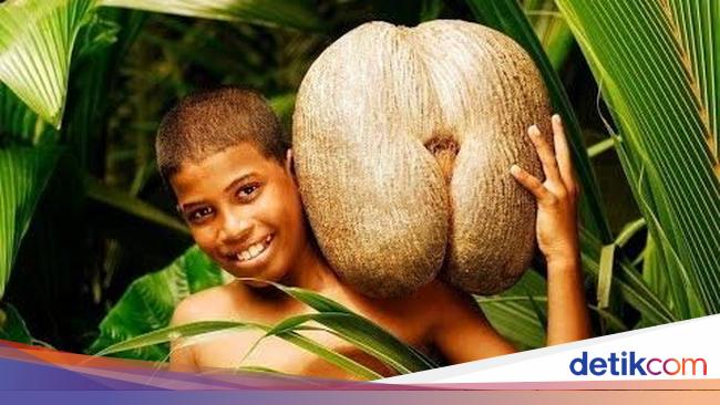 Pohon Terbesar Didunia Kenali Coco De Mer Pohon Kelapa Langka dengan Buah  Pohon Terbesar Didunia Kenali Coco De Mer Pohon Kelapa Langka dengan Buah