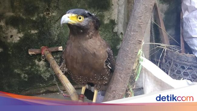 Unduh 6800 Koleksi Gambar Elang Sedih Paling Bagus Gratis