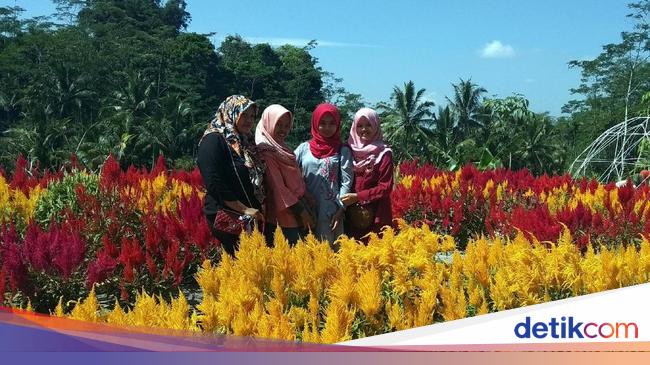  Foto  Taman Bunga  Instagramable  dari Magelang