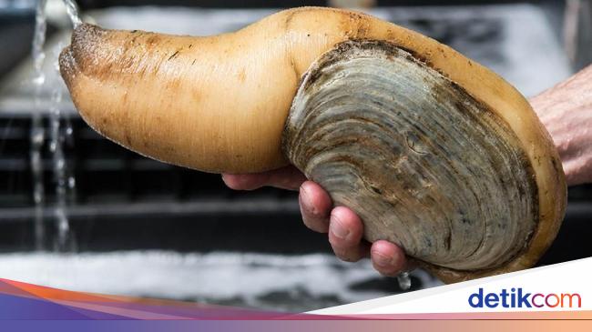 Uniknya Aneka Jenis Kerang Ada Yang Mungil Dan Super Besar