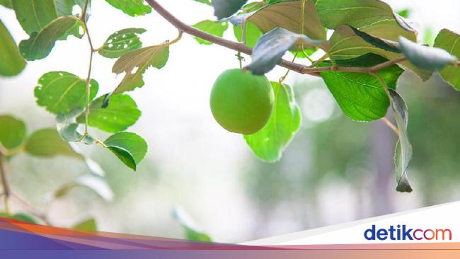 Uncover the Wonderful Advantages of Bidara Leaves for Well being and Magnificence – Jakarta Information