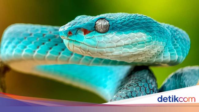 Wow Foto Makro Ular Berbisa Ini Diambil Dari Reno 10x Zoom