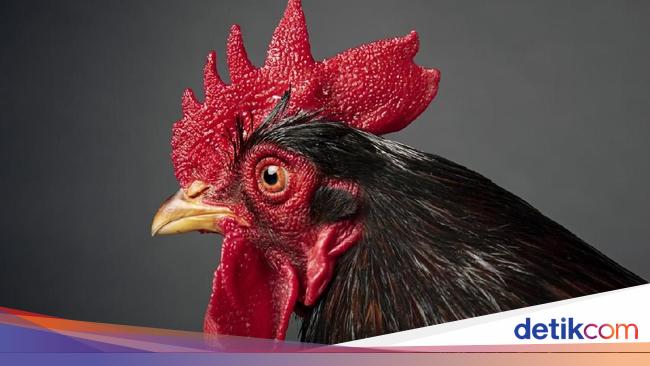 Penasaran Sunat  Model  Jengger Ayam dan Bentuk Bunga  