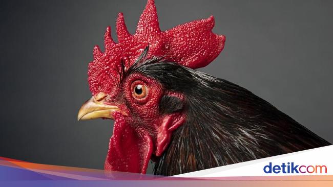 Penasaran Sunat  Model  Jengger Ayam dan Bentuk Bunga   Penasaran Sunat  Model  Jengger Ayam dan Bentuk Bunga