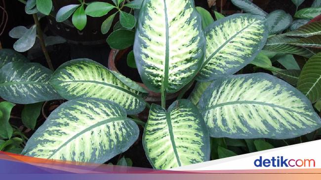 Mengenal Dieffenbachia Tanaman Hias yang Disebut Bikin Mengenal Dieffenbachia Tanaman Hias yang Disebut Bikin