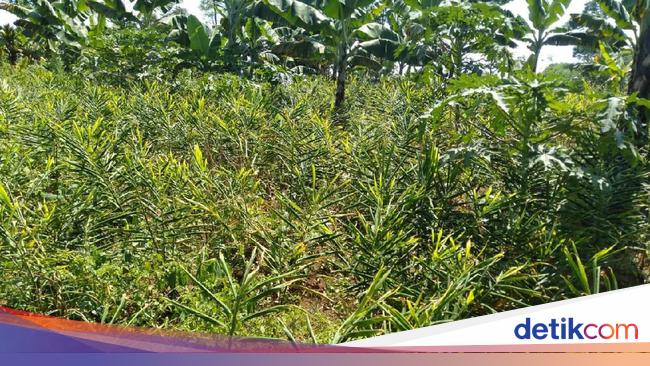 12 Jenis Tanaman Toga Lengkap Dengan Manfaatnya Bagi 7429