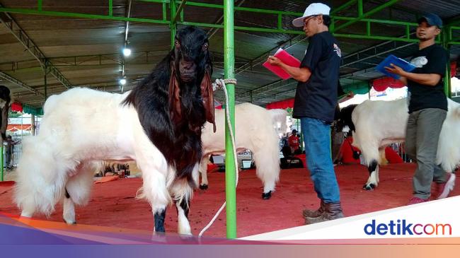 Cek Harga Kambing Super Jawa Randu Pe Part 5 Update 18 Desember 2019 Youtube