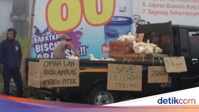Peternak Ayam Di Blitar Obral Hewan Ternak Ini Alasannya