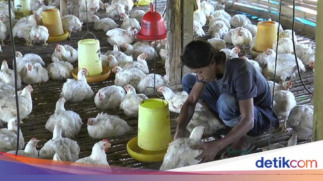 Janji Pemerintah Ke Peternak Untuk Stabilkan Harga Ayam