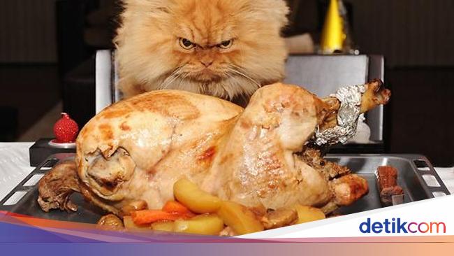 Ekspresi Kocak Saat Kucing Curi Makanan Ini Bikin Gemas Dan Ngakak