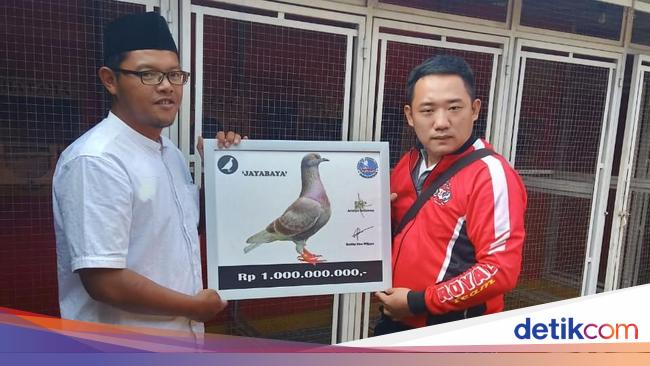 880+ Gambar Burung Merpati Gratis