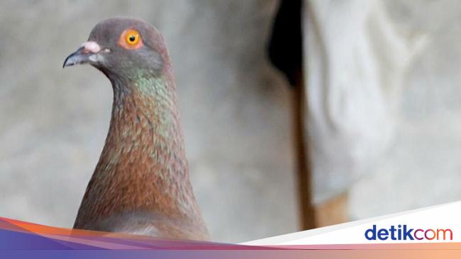 Pmti Jayabaya Rp 1 Miliar Rekor Merpati Termahal Di Indonesia