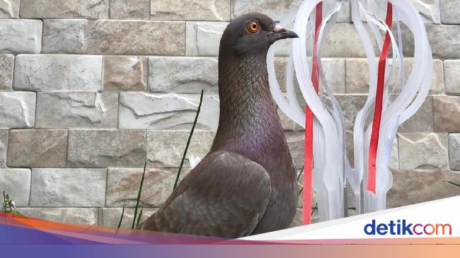 Jayabaya Merpati Kolong Meja Rp 1 M Yang Dibeli Robby