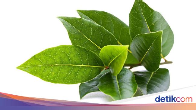 Efek Samping Minum Rebusan Daun Salam Tiap Hari Seputar Efek Samping Minum Rebusan Daun Salam Tiap Hari Seputar