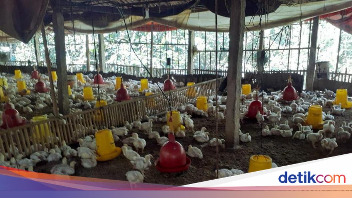 Harga Ayam Peternak Anjlok, Kementan Buka Suara