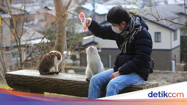 Apakah Kucing Seharusnya Minum Susu? Begini Penjelasannya