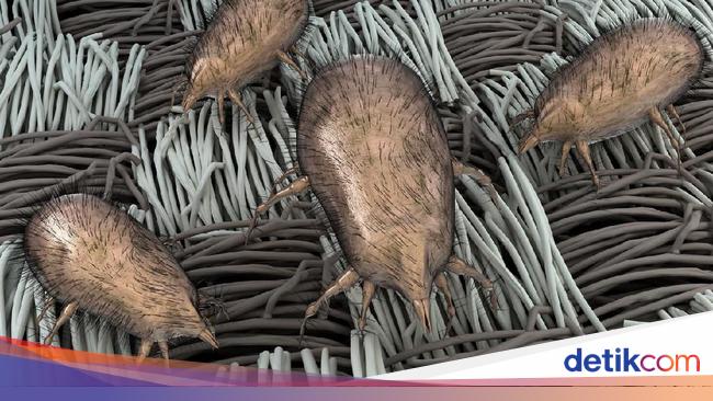 Cara Basmi Tuntas Kutu Debu di Kasur yang Bikin Gatal Nggak Ketulungan
