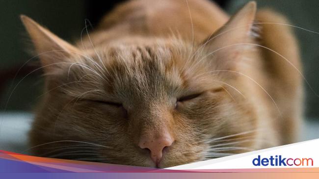 Abah Grandong yang Makan Kucing Hidup di Kemayoran Adalah Penjaga Lahan - detikNews