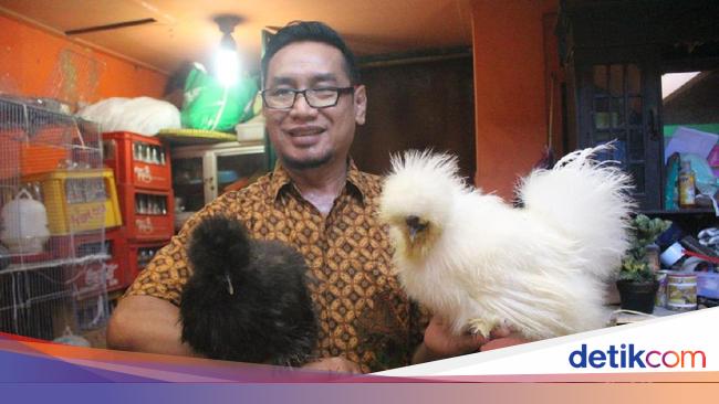 Asn Di Sidoarjo Raup Untung Belasan Juta Ternak Ayam Hias