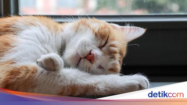Abah Grandong Makan Kucing Hidup-hidup buat Unjuk Gigi ke Pedagang - detikNews