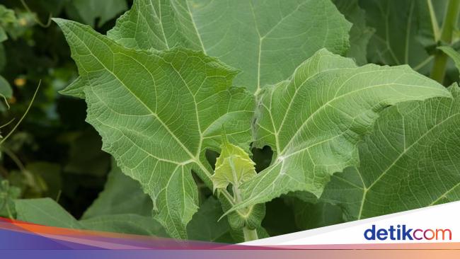 5 Fakta Daun Insulin yang Kabarnya Bisa Turunkan Gula Darah 5 Fakta Daun Insulin yang Kabarnya Bisa Turunkan Gula Darah