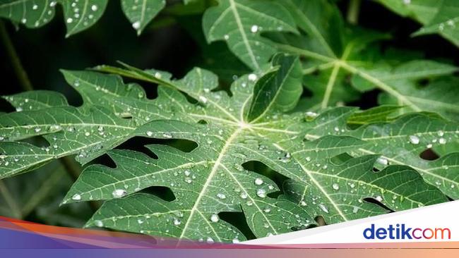 Dikenal Pahit Inilah Manfaat Daun Pepaya Untuk Kesehatan