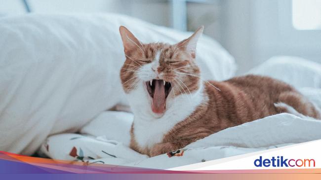 Bukan Kocheng Oren Barbar yang Viral Ini Justru Imut Lucu Bukan Kocheng Oren Barbar yang Viral Ini Justru Imut Lucu