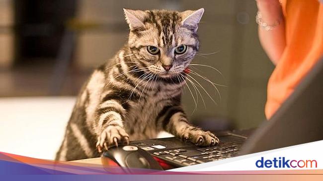 Dampak Kocak Teknologi Kucing Jadul Vs Kucing Zaman Now