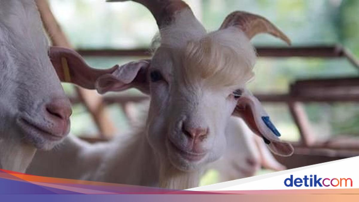 Hewan-hewan yang Dijuluki 'Paling Ganteng' di Dunia, Ada dari Boyolali