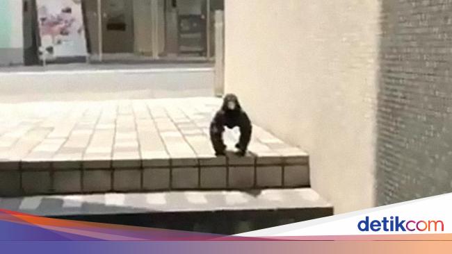 Pose Gagak Ini Sempat Viral Penjelasannya Mungkin Sederhana