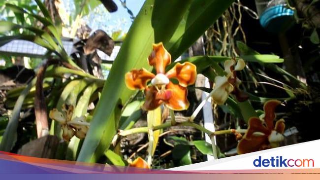 8 Contoh Simbiosis Komensalisme Lengkap dengan Penjelasannya