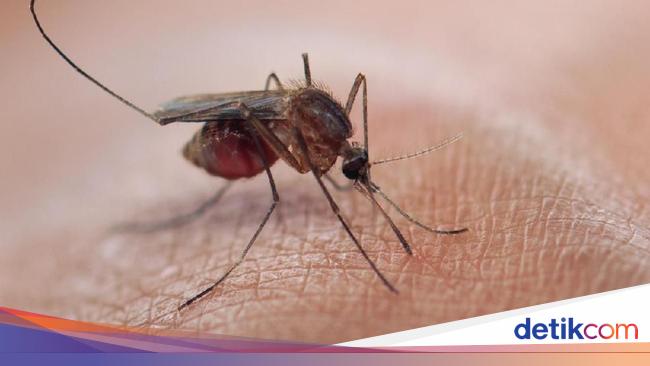 Melalui gigitan nyamuk atau serangga, virus hiv/aids tidak dapat ditularkan kepada manusia disebabkan ….