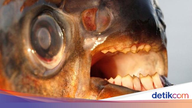 Keluarga Piranha Tapi Giginya Seperti Manusia