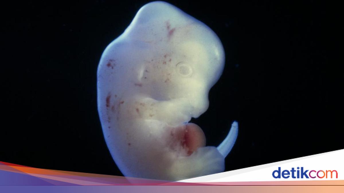 Ini Alasan Jepang Setujui Pengembangan Embrio Mutan Tikus-Manusia