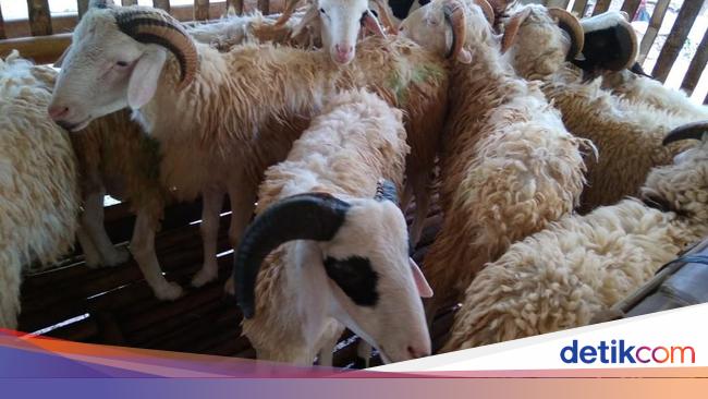 Jelang Idul Adha Penjualan Kambing Di Pasar Hewan Yogya Turun