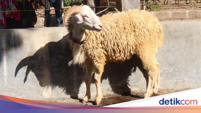 Torpedo Kambing, Seperti Apa Sih Rasanya? Ini Kata Mereka