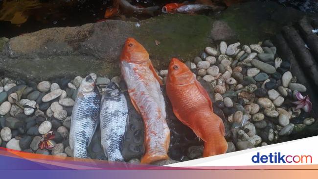 Ikan Koi Mati Warga Jaksel Gugat Pln Ganti Rugi Rp 11 1 Juta