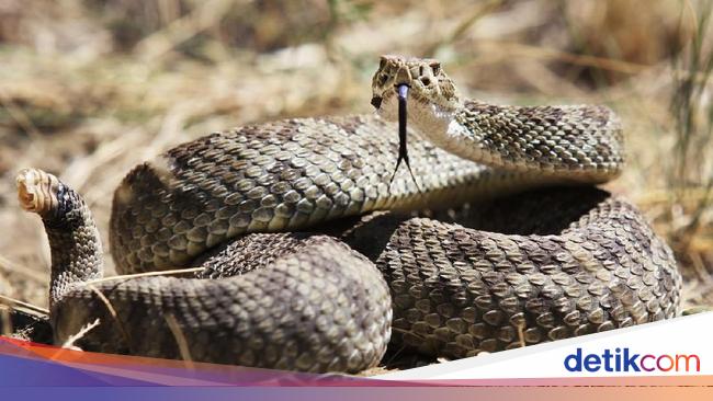 Iseng Ambil Ular Berbisa, Pendaki Tewas Digigit