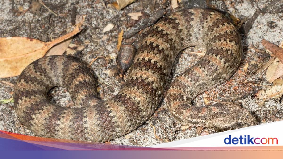 Paypoq ichida jinsiy aloqa video