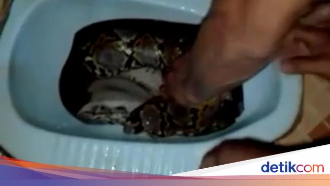 Hiii Ular Sanca 4 Meter Mendadak Nongol Dari Lubang Wc Di Jambi
