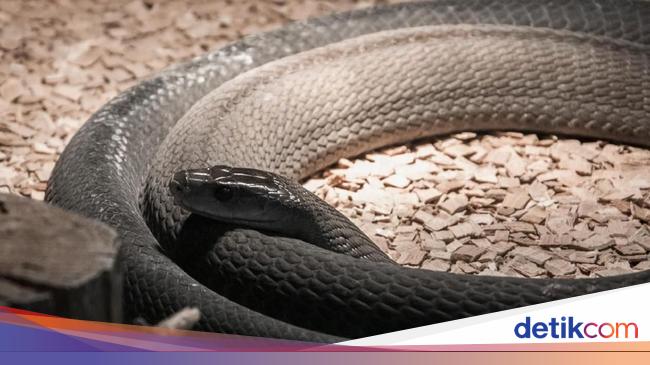 Foto 10 Ular Paling Berbisa di Dunia, 4 Ada di Indonesia!