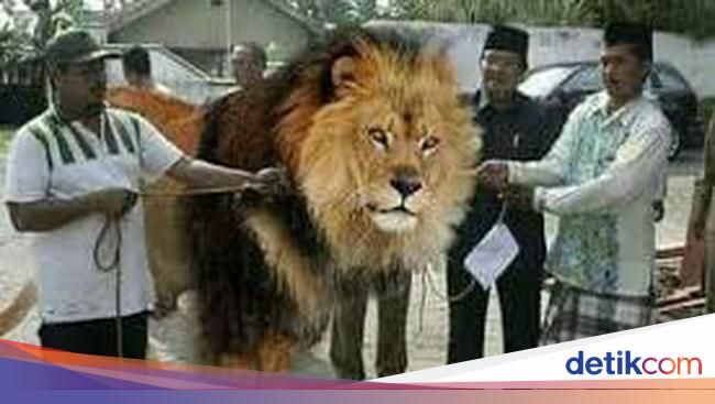 Kocak 10 Foto Editan Menyembelih Hewan Kurban Ini Karya Kocak 10 Foto Editan Menyembelih Hewan Kurban Ini Karya