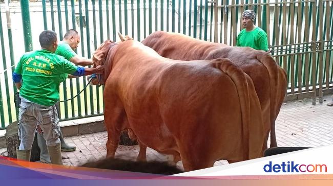 Cerita Sapi Limosin Seharga Mobil Yang Jadi Langganan Pesohor Tanah Air